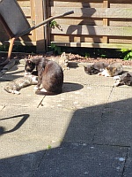 Lizzy mit ihren 5 Jungen.